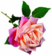 image of peace rose
